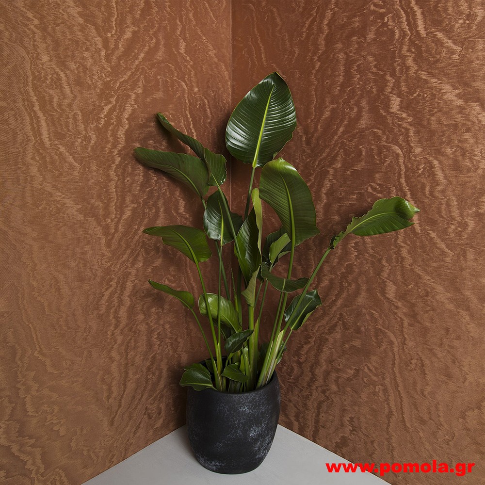 057 Ταπετσάρια τοίχου clctc zrvdks