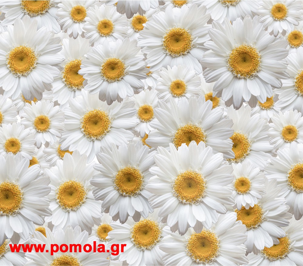 039 Kουρτινα με Ψηφιακη Εκτυπωση 280 πλατος χ 245 υψος