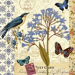 247 KamvasStillLife