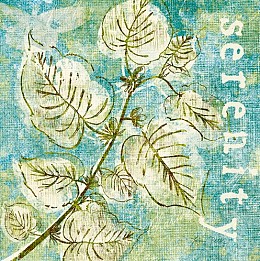 459 KamvasStillLife