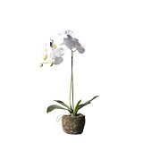 Supergreens Τεχνητό Φυτό Ορχιδέα Phalaenopsis Real Touch Λευκή με Βάση Moss 60 εκ.