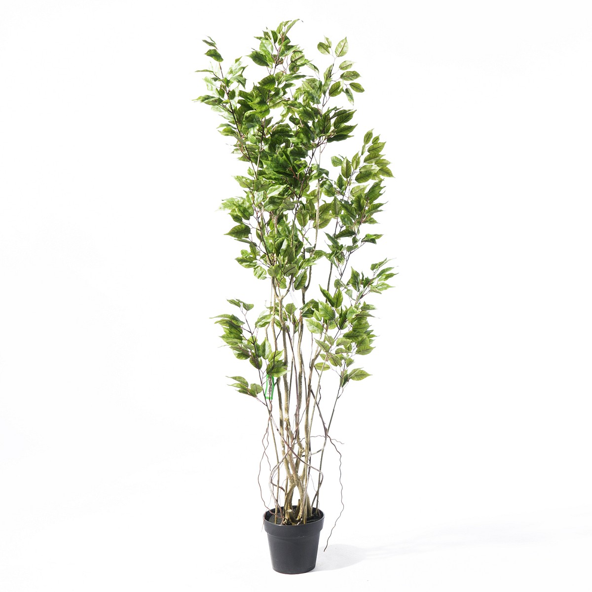 Supergreens Τεχνητό Δέντρο Φίκος \"Ginseng\" Πράσινο 170 εκ.