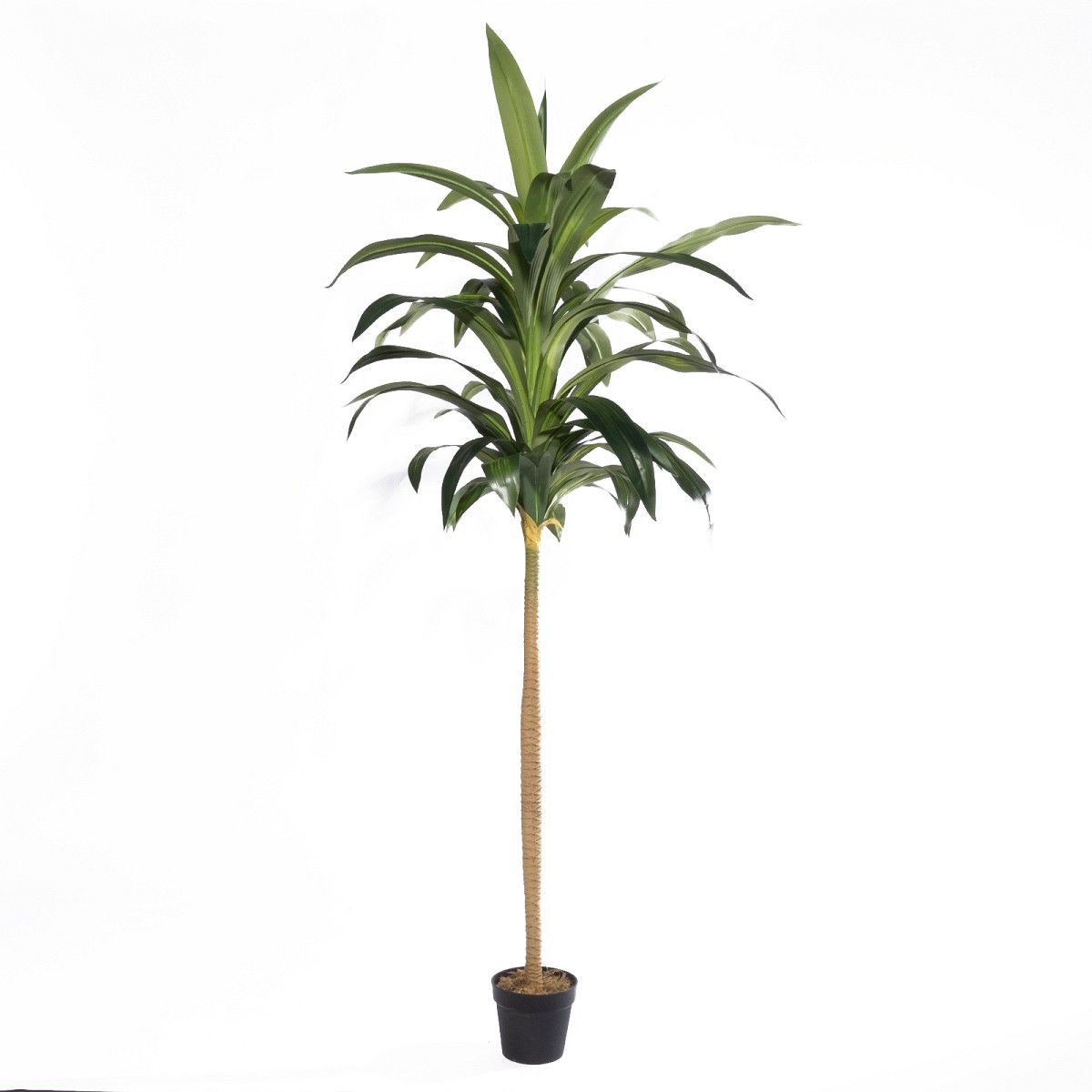 Supergreens Τεχνητό Δέντρο Δράκαινα \"Aspire\" Πράσινο 230 εκ.