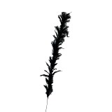 Supergreens Τεχνητό Κλαδί Φτερό Μαύρο 120 εκ.