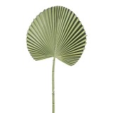 Supergreens Τεχνητό Φύλλο Φοίνικα "Licuala" Πράσινο 52 εκ.