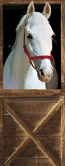 098 FototapetsariaEcoDor