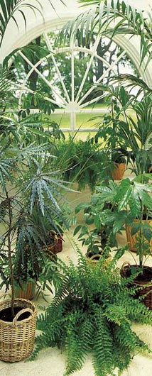 117 FototapetsariaEcoDor