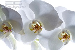 230 fototapetsaria imagination