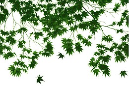 167 FototapetsariaEcoDor
