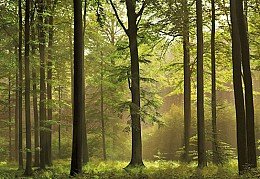 019 FototapetsariaEcoDor