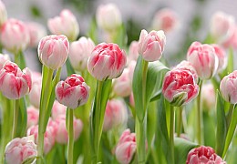 067 NationalGeographic