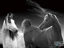 245 KamvasPhotography