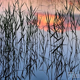 029 KamvasPhotography