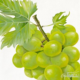 513 KamvasStillLife
