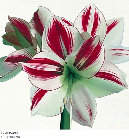 050 flowerscamvas