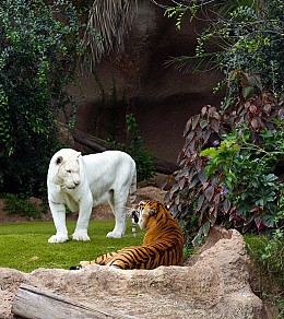 431 fototapetsariaImagination 180X202