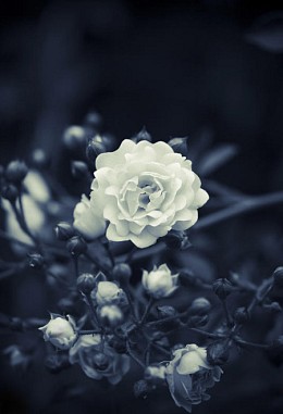 002 FototapetsariaSyl003