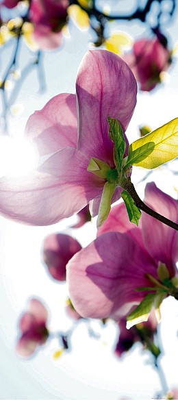 117 wallpapersfordoors