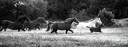 155 KamvasPhotography