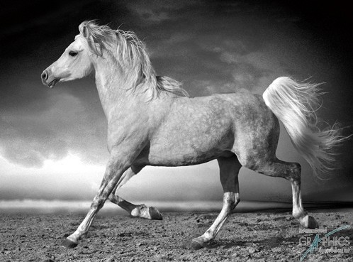 246 KamvasPhotography