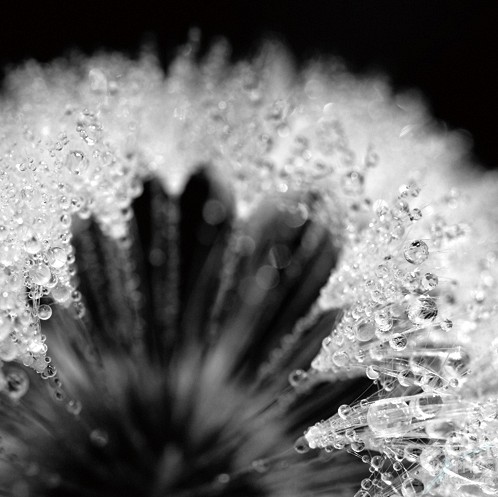 266 KamvasPhotography