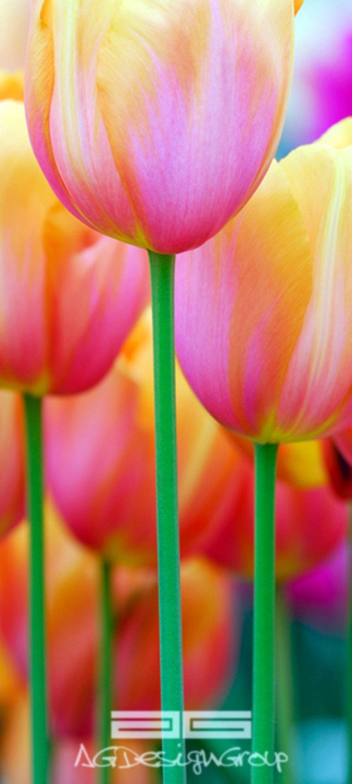 028 wallpapers for doors