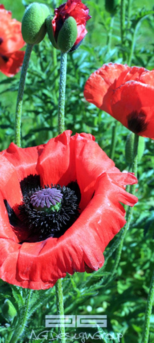 033 wallpapers for doors