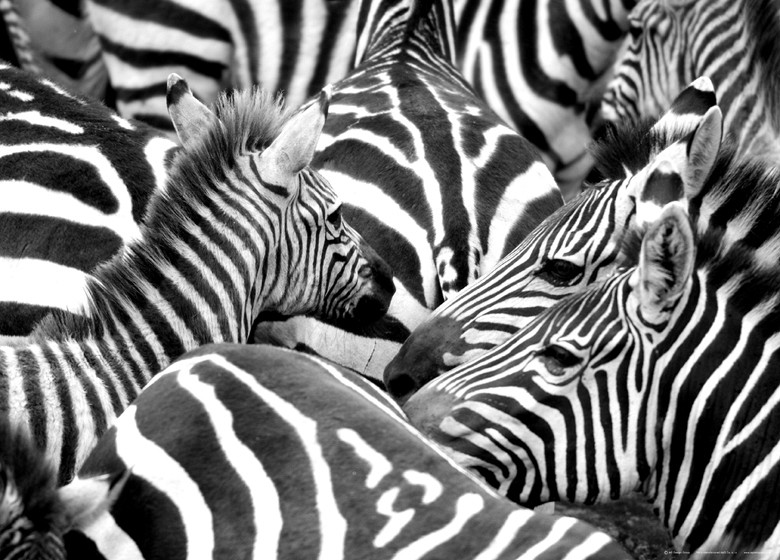 458 fototapetsariaImagination 160Χ115