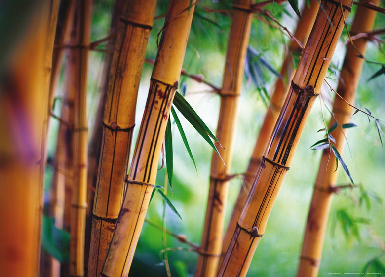 444 fototapetsariaImagination 160Χ115