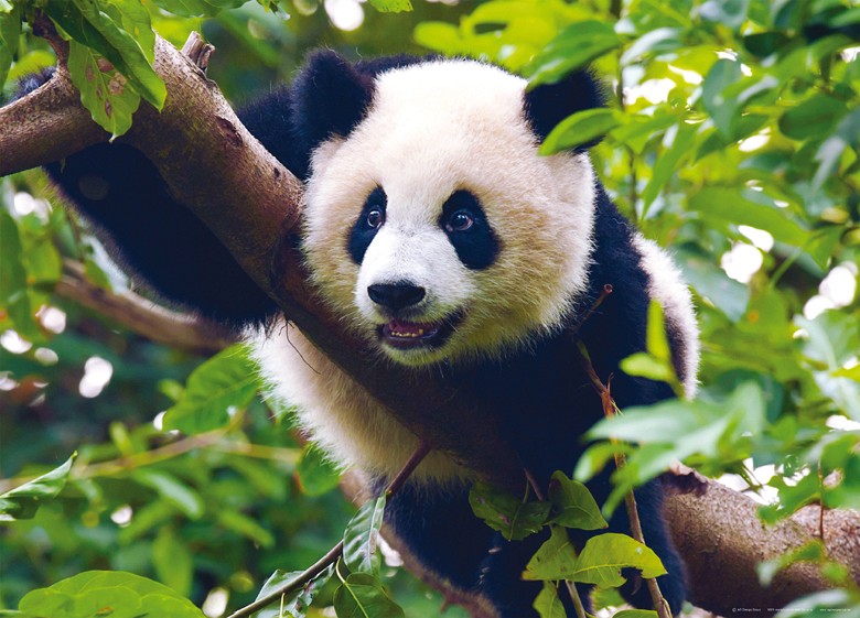 446 fototapetsariaImagination 160Χ115