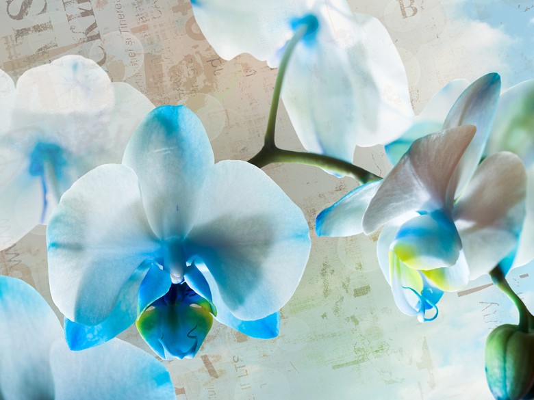 399 fototapetsariaImagination 360Χ270