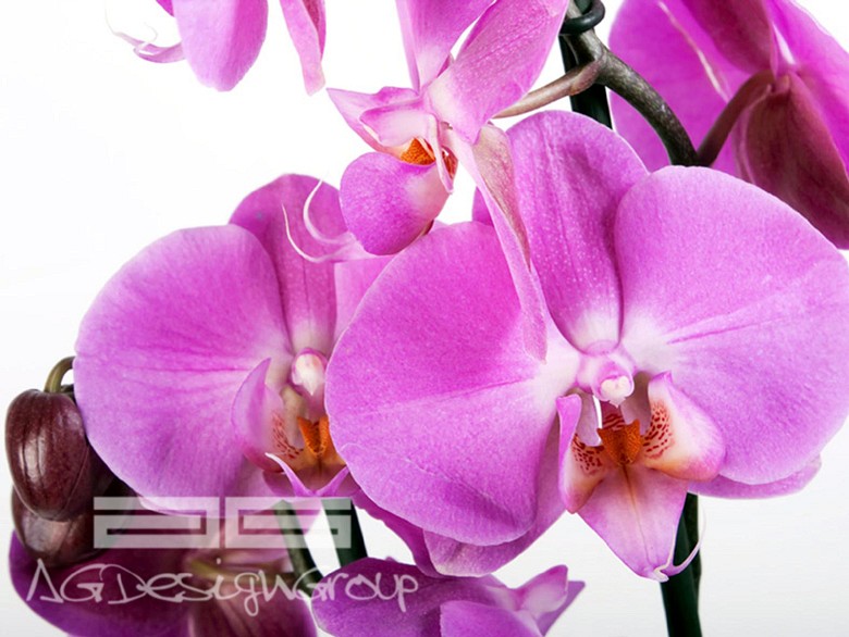 123 fototapetsaria imagination