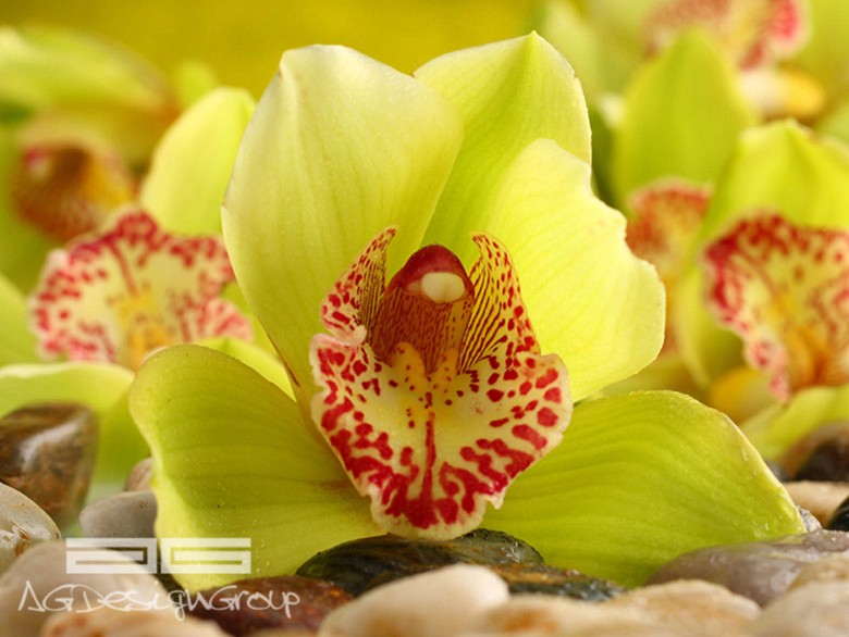 193 fototapetsaria imagination