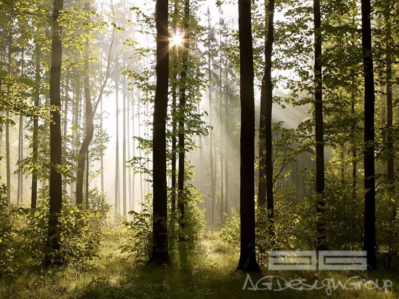 221 fototapetsaria imagination