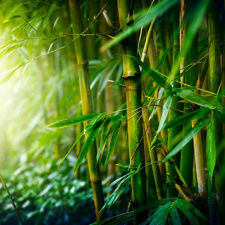 017 FototapetsariaSePlexiglas