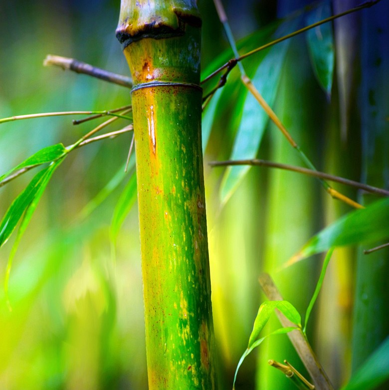 020 FototapetsariaSePlexiglas