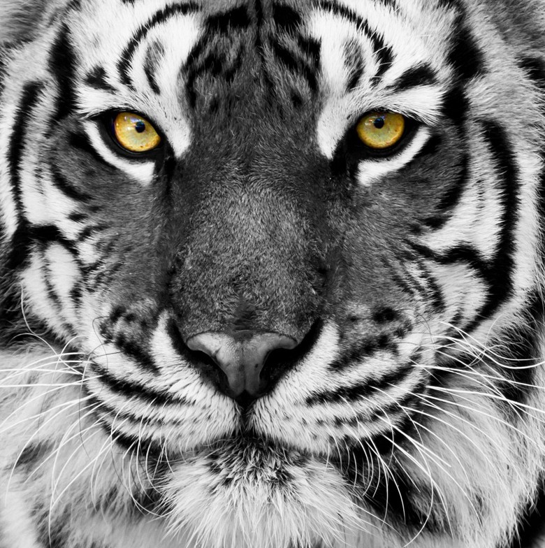 055 FototapetsariaSePlexiglas