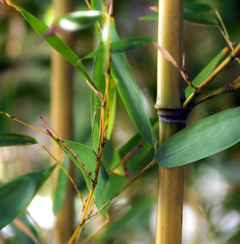 018 FototapetsariaSePlexiglas