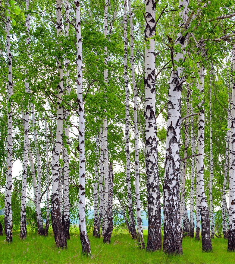 410 fototapetsariaImagination 180X202