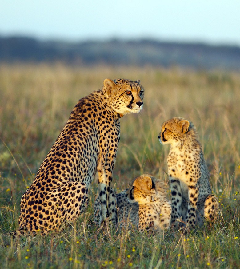 417 fototapetsariaImagination 180X202