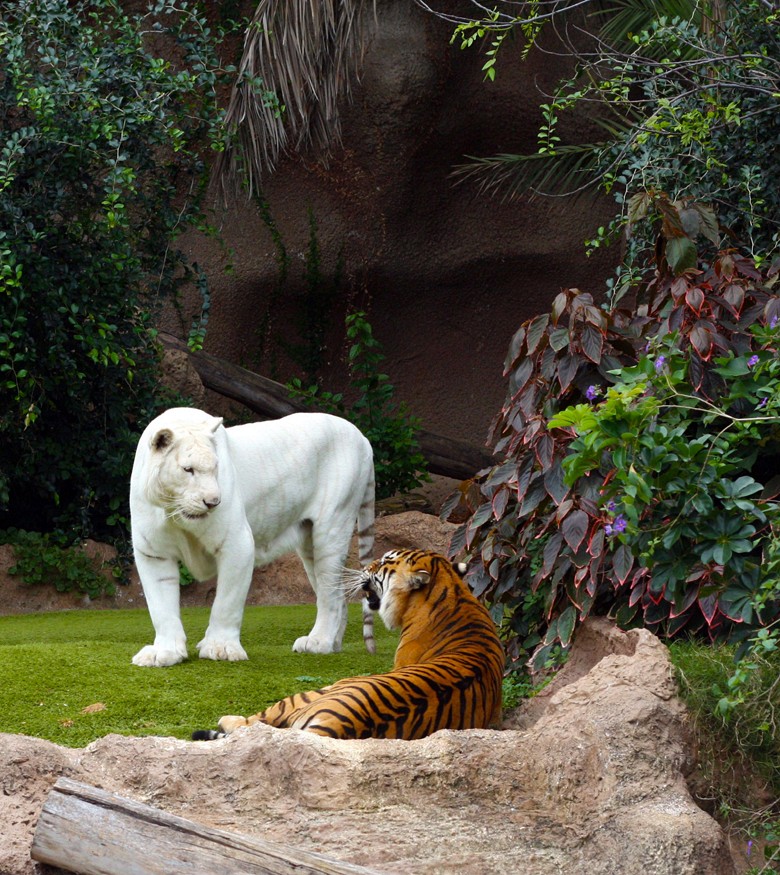 431 fototapetsariaImagination 180X202