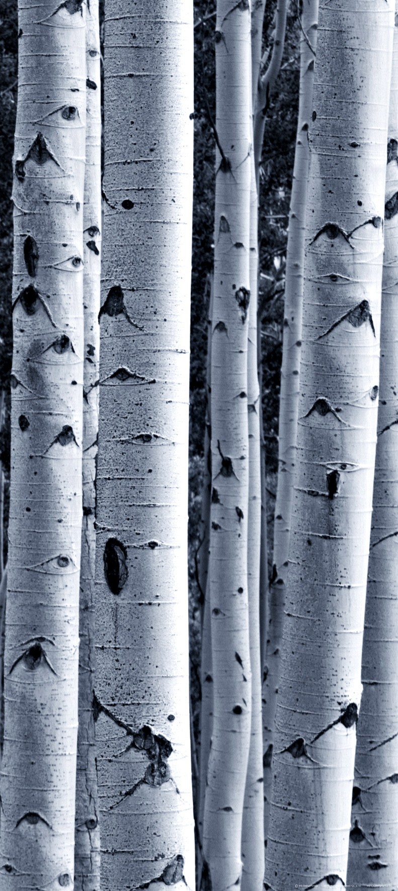 146 wallpapersfordoors