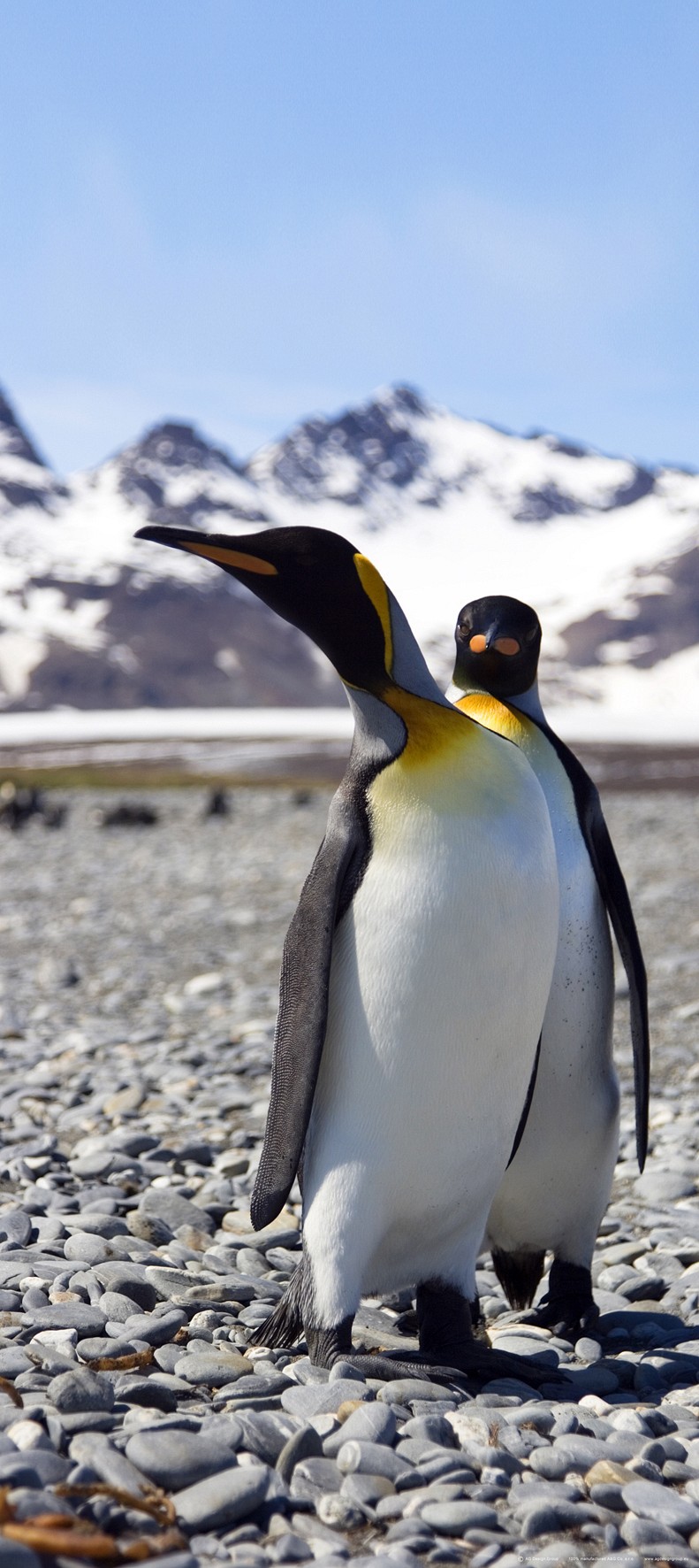 163 wallpapersfordoors