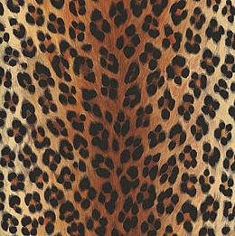 058 039VivlioAOW