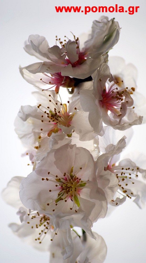 061 Kουρτινα με Ψηφιακη Εκτυπωση 140 πλατος χ 245 υψος