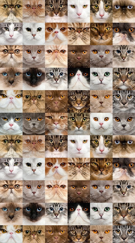 104 Kουρτινα με Ψηφιακη Εκτυπωση 140 πλατος χ 245 υψος