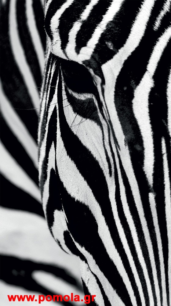 056 Kουρτινα με Ψηφιακη Εκτυπωση 140 πλατος χ 245 υψος