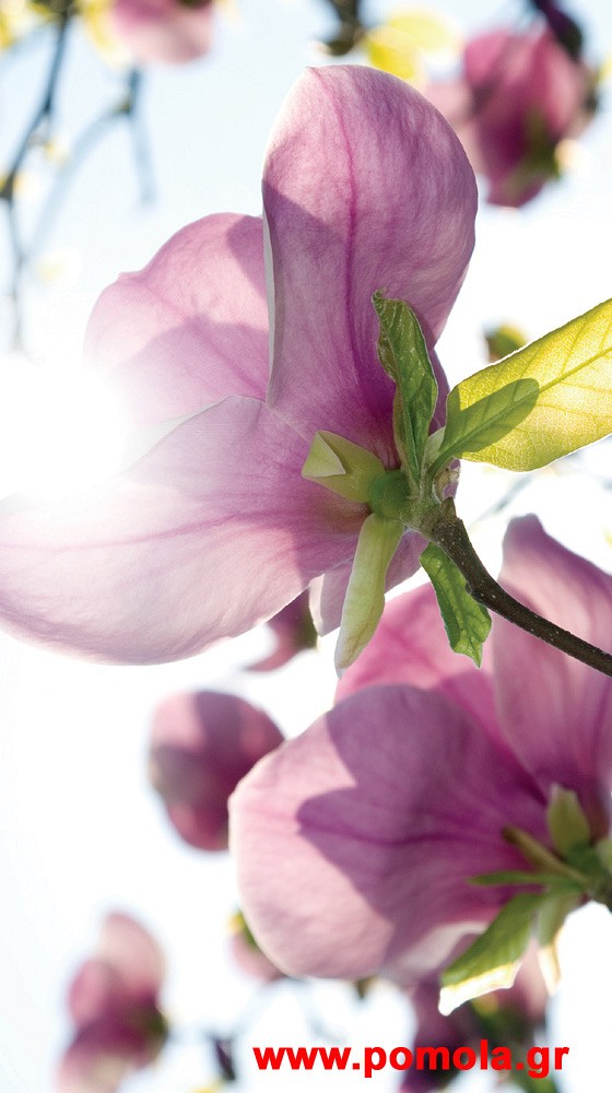 060 Kουρτινα με Ψηφιακη Εκτυπωση 140 πλατος χ 245 υψος