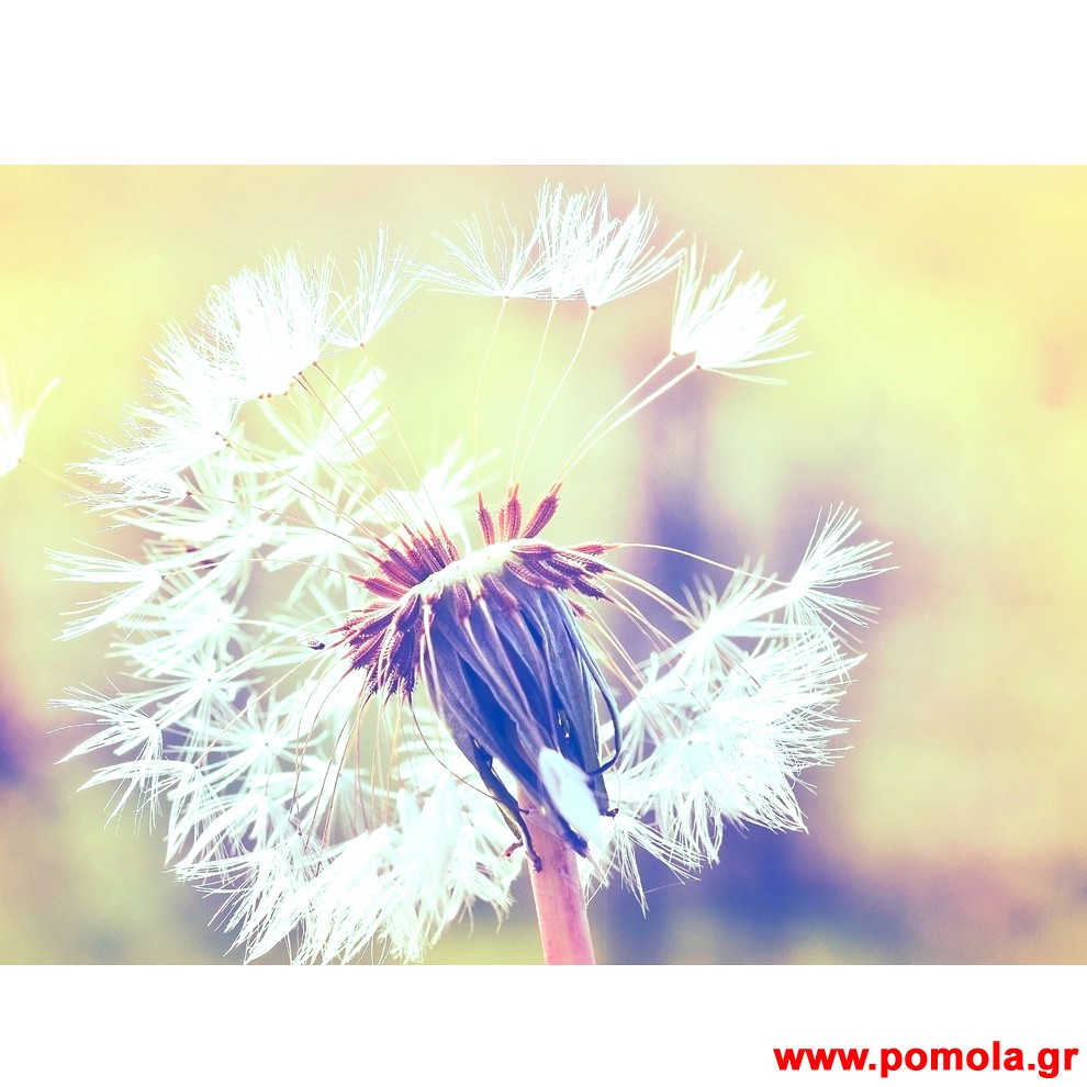 159 Φωτοταπετσαρια