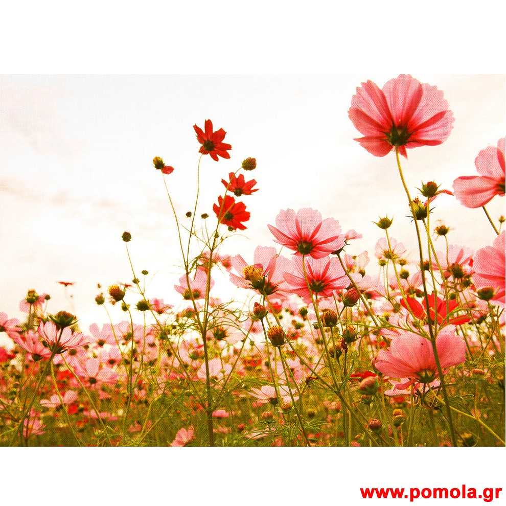 160 Φωτοταπετσαρια